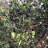 Luma (Chilean Myrtle Berry) -Raintree Nursery luma 1