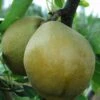 Mishirasu Asian Pear -Raintree Nursery mishirasu 1