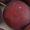 Monsieur Hatif European Plum -Raintree Nursery monsiieur hatif
