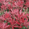 Mountain Fire Pieris 2 Mountain Fire Pieris -Raintree Nursery mountainfire