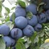 Mount Royal European Plum -Raintree Nursery mt royal plum 1