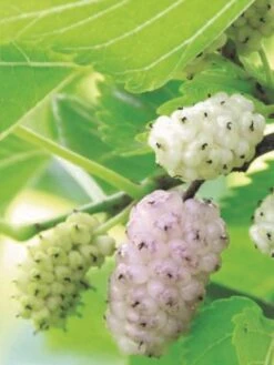 White Fruiting Mulberry