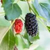 Dwarf Mulberry -Raintree Nursery mulberry product 1