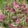 Alpha My Monet®Weigela 2 Alpha My Monet®Weigela -Raintree Nursery mymonet 1