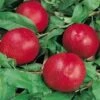 Morton Nectarine -Raintree Nursery nectarine morton