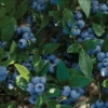 Northcountry Blueberry 1 Northcountry Blueberry -Raintree Nursery northcountry