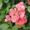 Old Homestead Flowering Quince -Raintree Nursery old homestead