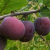 Opal European Plum -Raintree Nursery opal plum