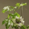 Frederick Passiflora -Raintree Nursery passiflora