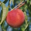 Early Redhaven Peach 2 Early Redhaven Peach -Raintree Nursery peach red haven