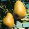 Highland European Pear -Raintree Nursery pears b120 highland