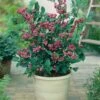 Alpha Pink Lemonade Blueberry -Raintree Nursery pink lemonade 2