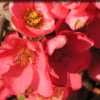 Pink Lady Flowering Quince 2 Pink Lady Flowering Quince -Raintree Nursery pinkladyfq