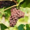 Pinot Gris Grape 2 Pinot Gris Grape -Raintree Nursery pinot gris grape
