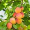 Pixie Cot Apricot -Raintree Nursery pixie cot apricot