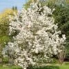 Evereste Crabapple -Raintree Nursery pommier d ornement evereste 592753 1