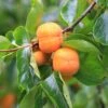 Prairie Star® American Persimmon -Raintree Nursery prairie star persimmon