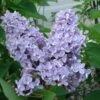 President Grevy Lilac -Raintree Nursery presidentgrevy