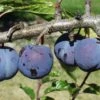 Purple Gage European Plum 1 Purple Gage European Plum -Raintree Nursery purple gage 1