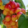 Rainier Cherry -Raintree Nursery rainier cherry 1