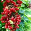 Rolam Red Currant 2 Rolam Red Currant -Raintree Nursery red currant 4 1