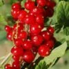 Cascade Red Currant -Raintree Nursery red currant 5