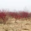 Red Osier Dogwood -Raintree Nursery red osier dogwood