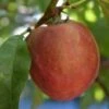 Red Gold Nectarine -Raintree Nursery redgold