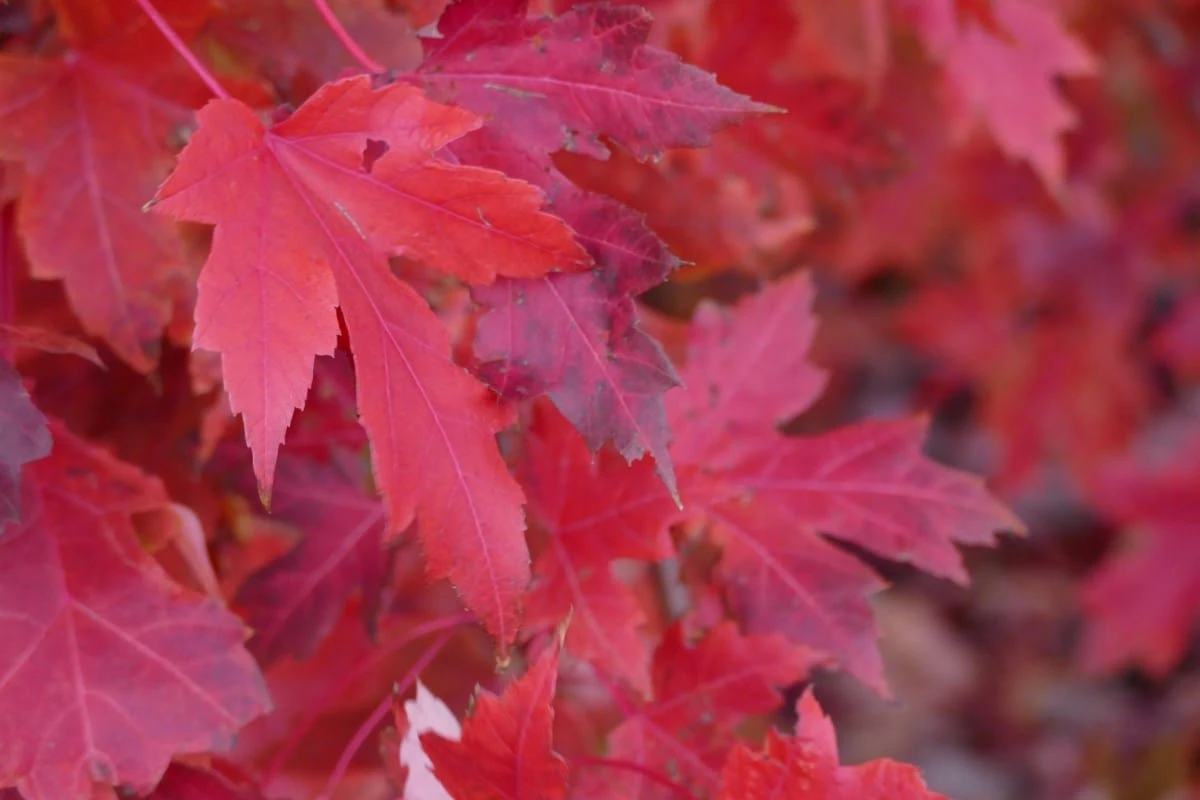 Red Sunset® Maple Tree 3 Red Sunset® Maple Tree