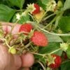 Regina Alpine Strawberry -Raintree Nursery regina