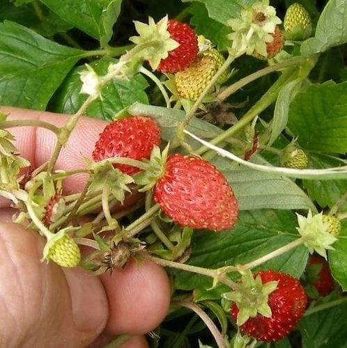 Regina Alpine Strawberry 3 Regina Alpine Strawberry