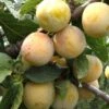 Reine De Mirabelle European Plum -Raintree Nursery reine mirabelle 1