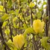 Yellow Bird Magnolia 1 Yellow Bird Magnolia -Raintree Nursery rest 2 1 2133