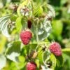Rosanna Red Raspberry -Raintree Nursery rosanna red raspberry 1 1
