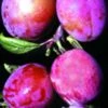 Rosy Gage™ European Plum -Raintree Nursery rosy gage 1