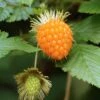 Salmonberry -Raintree Nursery salmonberry