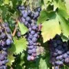 Saturn Seedless Grape 2 Saturn Seedless Grape -Raintree Nursery saturn grape 1