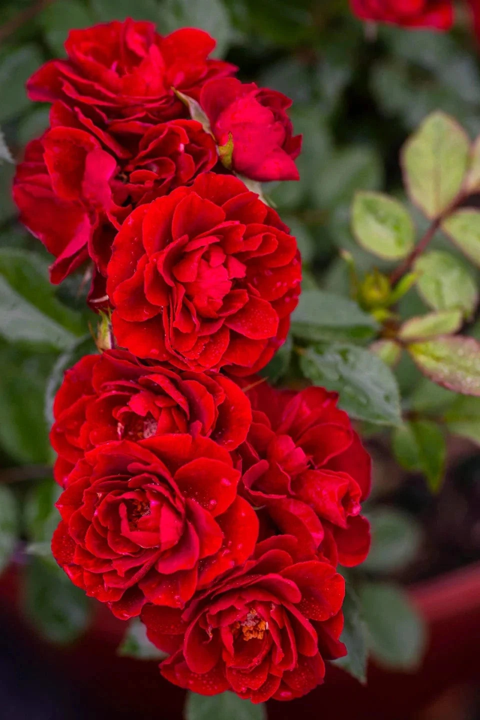 Alpha Rosa Red Sunblaze® 4 Alpha Rosa Red Sunblaze® - Image 2