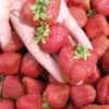 Seascape Strawberry Bundle (3 Packs) -Raintree Nursery seascape 1 f9f64500 917d 477a b790 75976b75e8e3