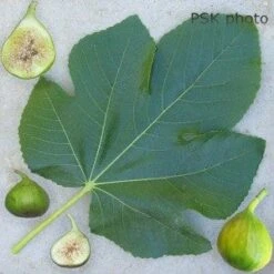 Lattarula Fig -Raintree Nursery secondaryLattarula 1