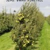Mount Vernon Asian Pear -Raintree Nursery semi dwarf pear tree 44 1