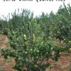 Claribel Quince -Raintree Nursery semi dwarf quince tree 1