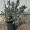 Alpha Sensational! Lavender 2 Alpha Sensational! Lavender -Raintree Nursery sensational