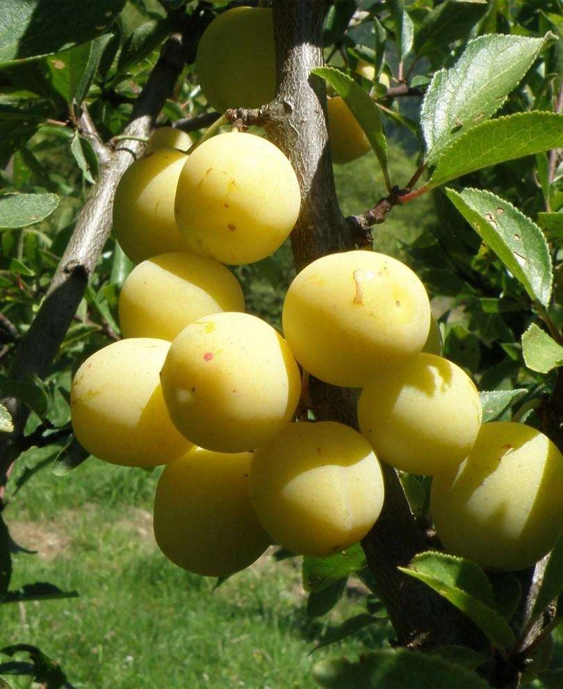 Parfume De September European Plum 3 Parfume De September European Plum