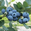 Sweetheart Blueberry -Raintree Nursery shbb