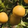 Combo Asian Pear Tree (3 Varieties) 2 Combo Asian Pear Tree (3 Varieties) -Raintree Nursery shinseki asian pear 1