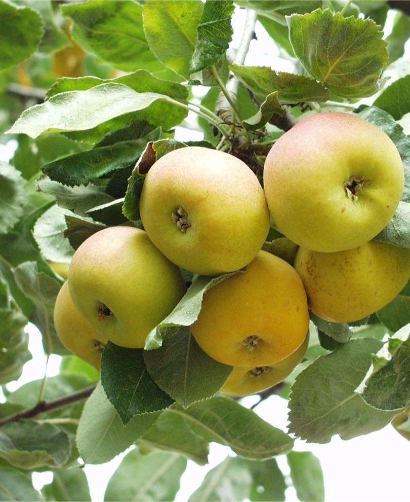 Shipova European Pear 3 Shipova European Pear