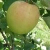 Shizuka Apple -Raintree Nursery shizuka 1