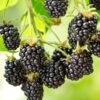 Cascade Blackberry -Raintree Nursery shutterstock 1006064419 1