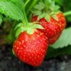 Holiday Strawberry 1 Holiday Strawberry -Raintree Nursery shutterstock 104995331 1 1